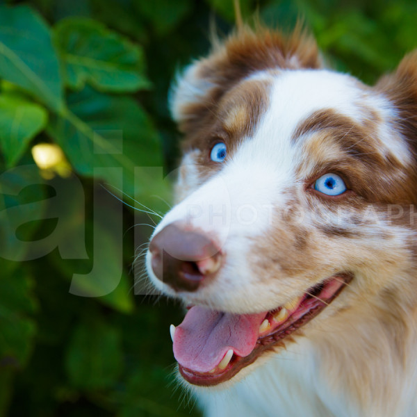 Australian Shepherd Dog