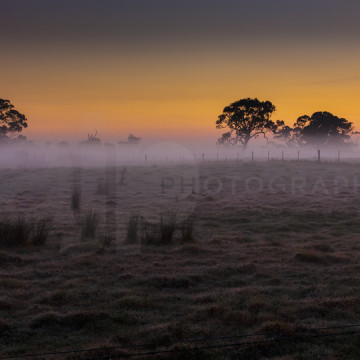 Mist on the field